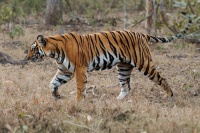 Tygr - Panthera tigris - Tiger o1775